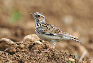 Woodlark