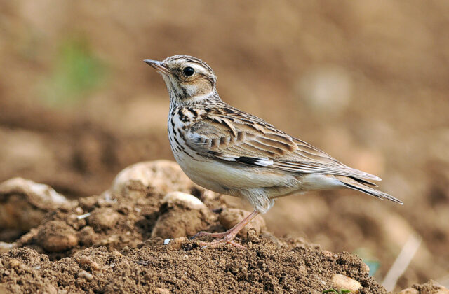 Woodlark