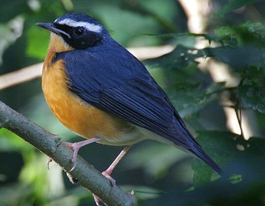 Indian Blue Robin