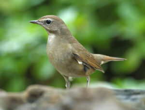 Siberian Rubythroat