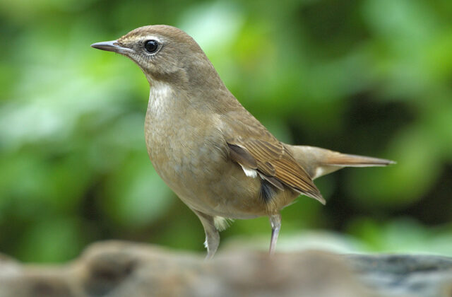 Siberian Rubythroat