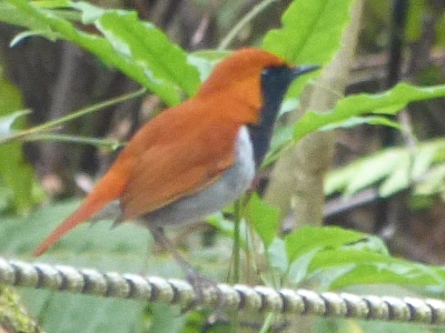 Okinawa Robin