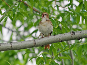 Common Nightingale