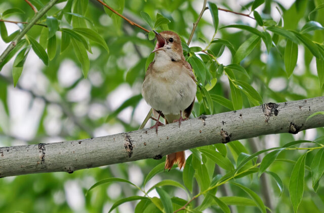 Common Nightingale