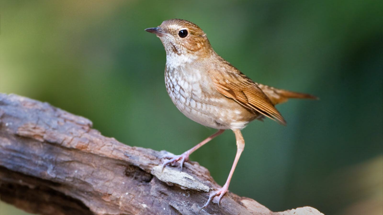 Rufous-tailed Robin