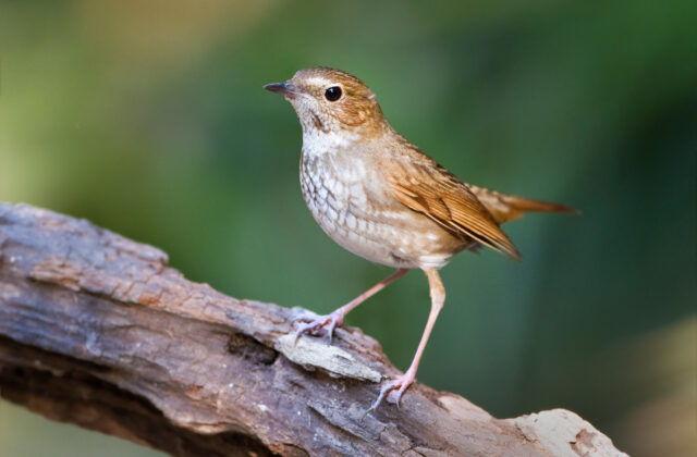 Rufous-tailed Robin