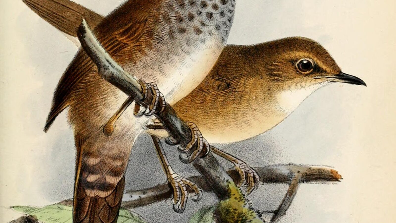 Spotted Bush Warbler