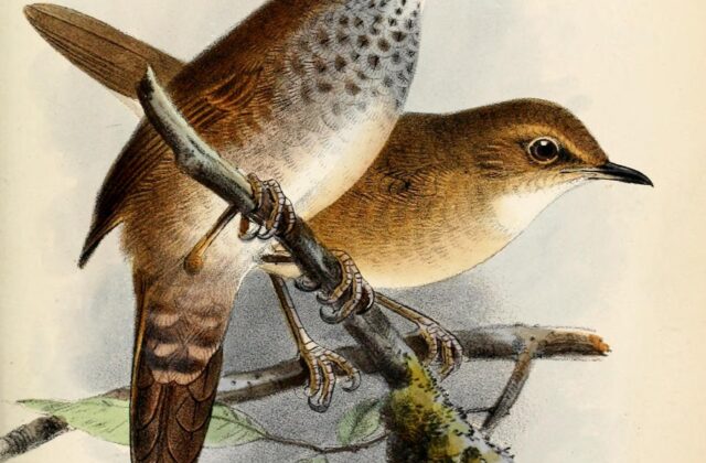 Spotted Bush Warbler