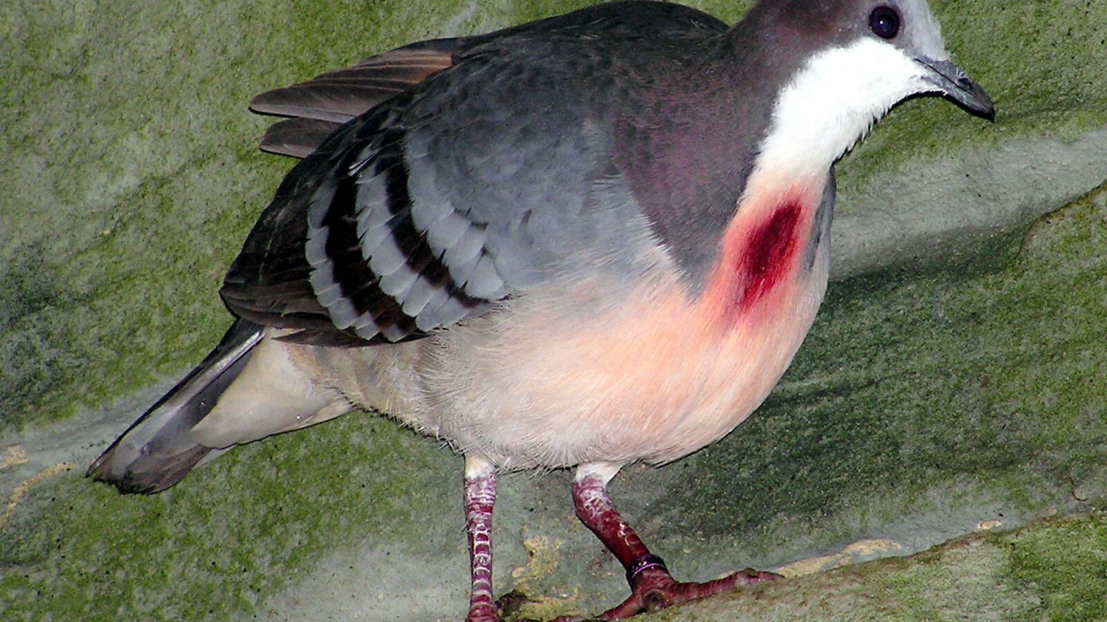 Luzon Bleeding-heart