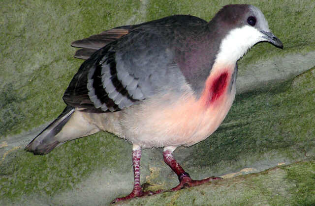 Luzon Bleeding-heart