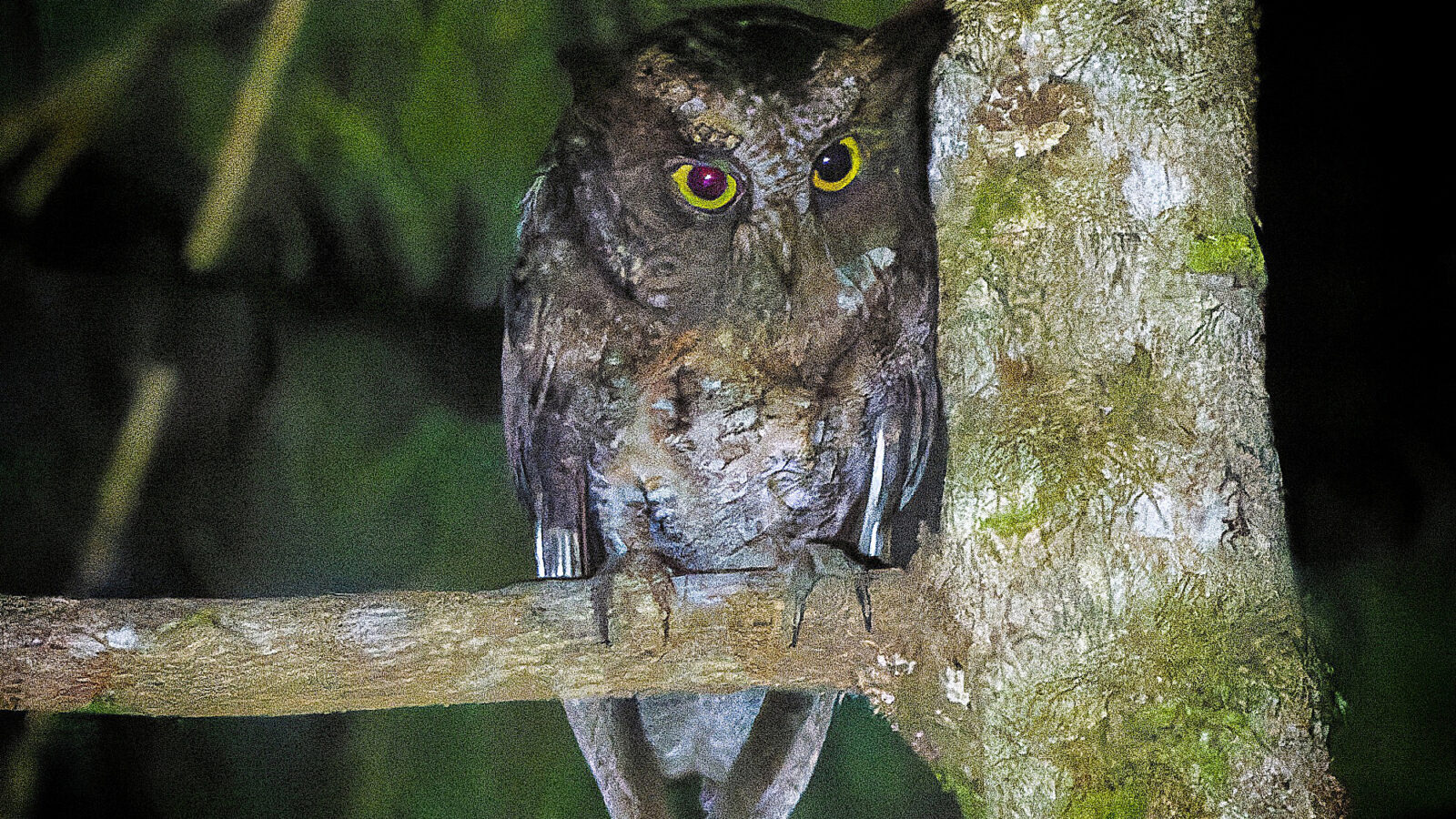 Luzon Scops Owl