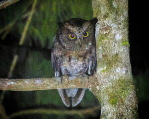 Luzon Scops Owl
