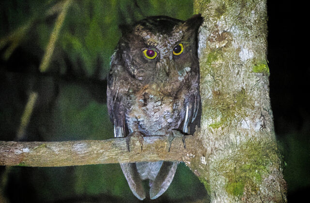 Luzon Scops Owl