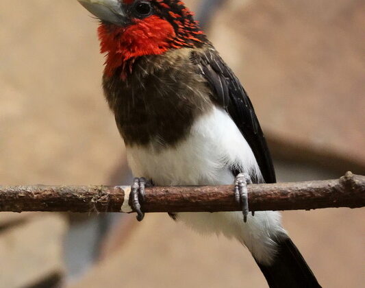 Brown-breasted Barbet