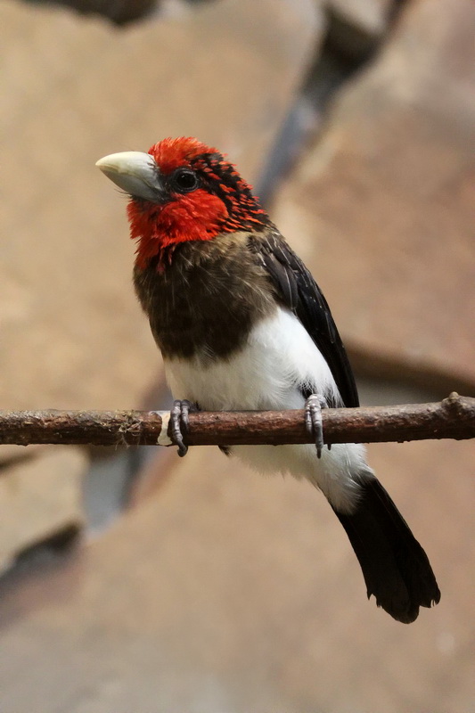 Brown-breasted Barbet
