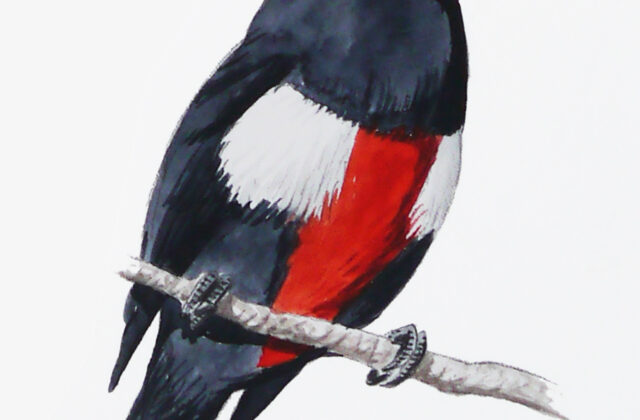 Black-breasted Barbet