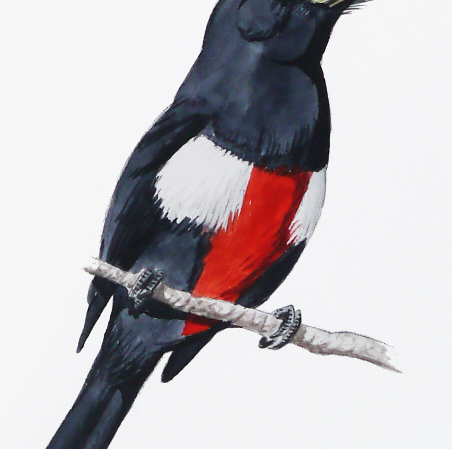 Black-breasted Barbet