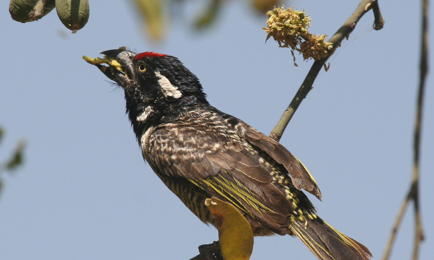 Banded Barbet