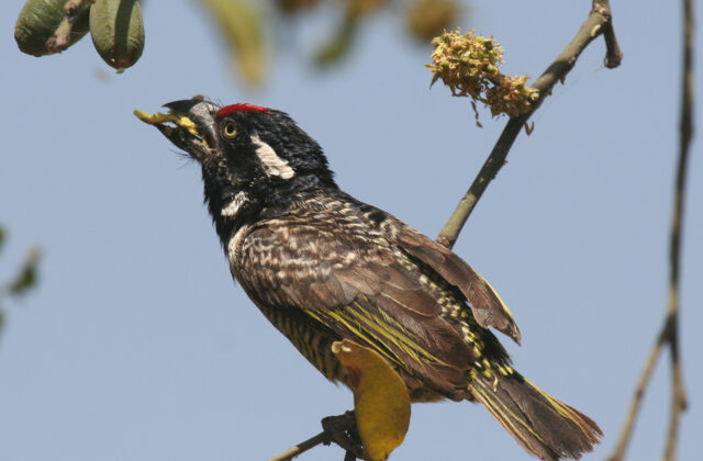 Banded Barbet