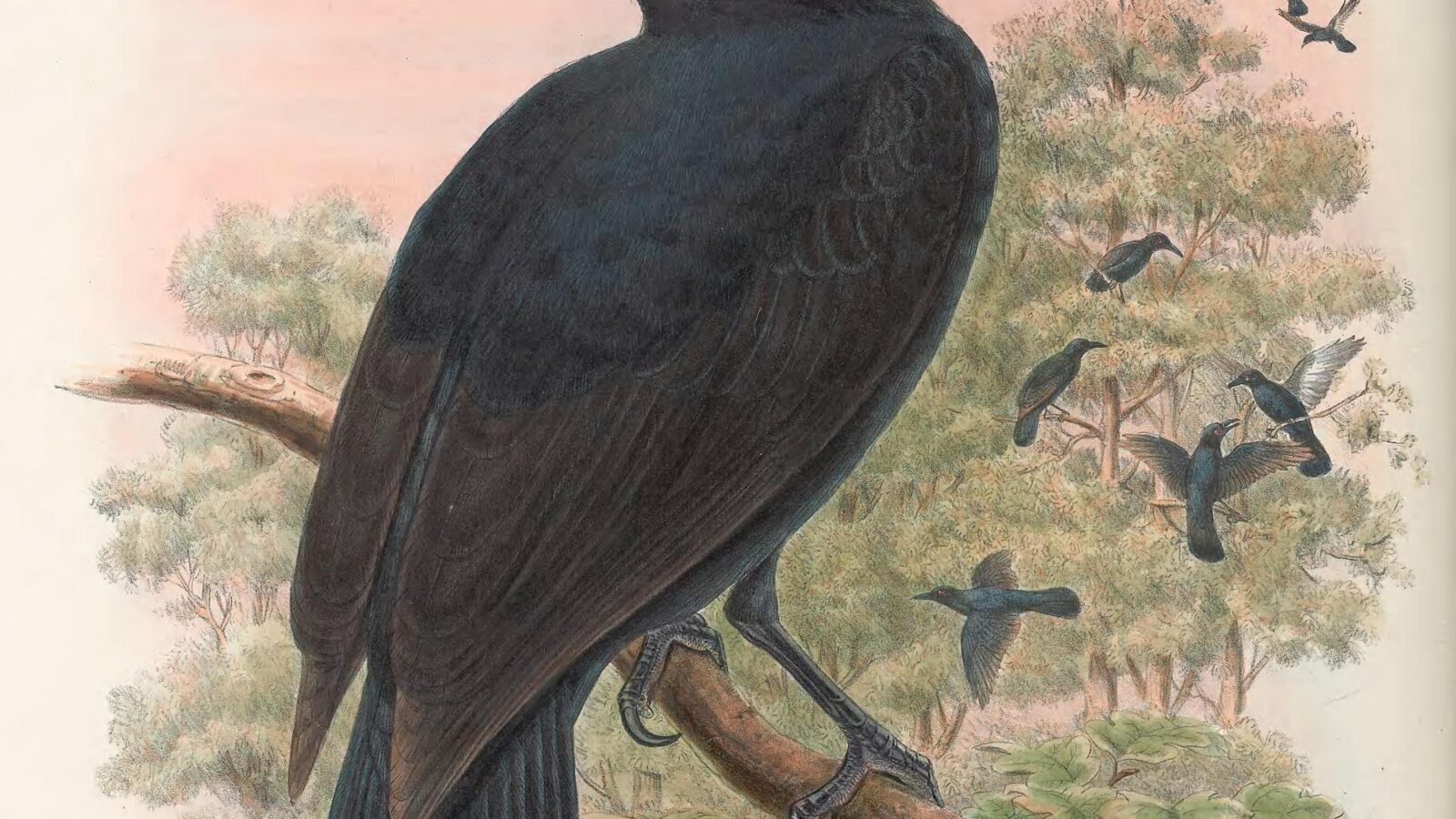 Obi Paradise-crow