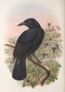 Obi Paradise-crow