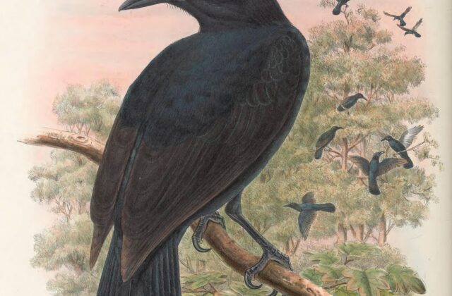 Obi Paradise-crow