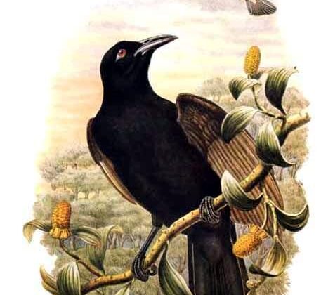 Halmahera Paradise-crow