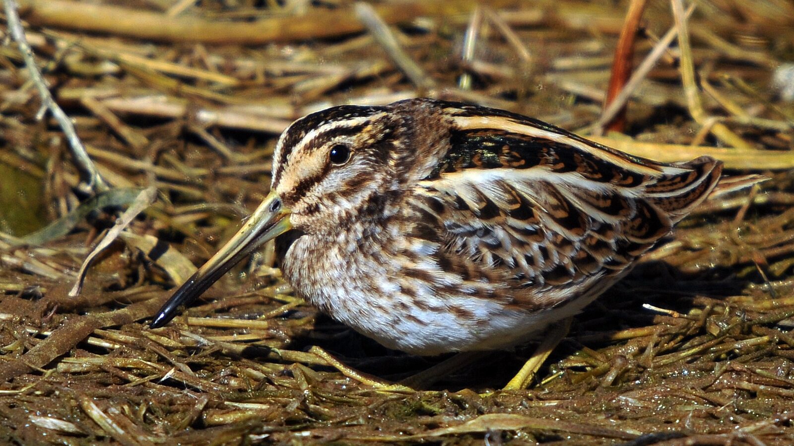 Jack Snipe