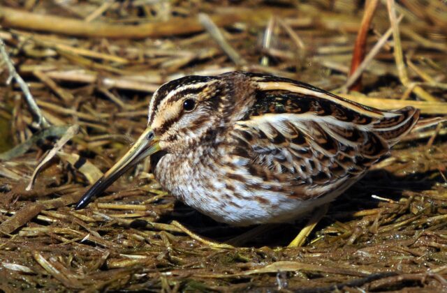 Jack Snipe