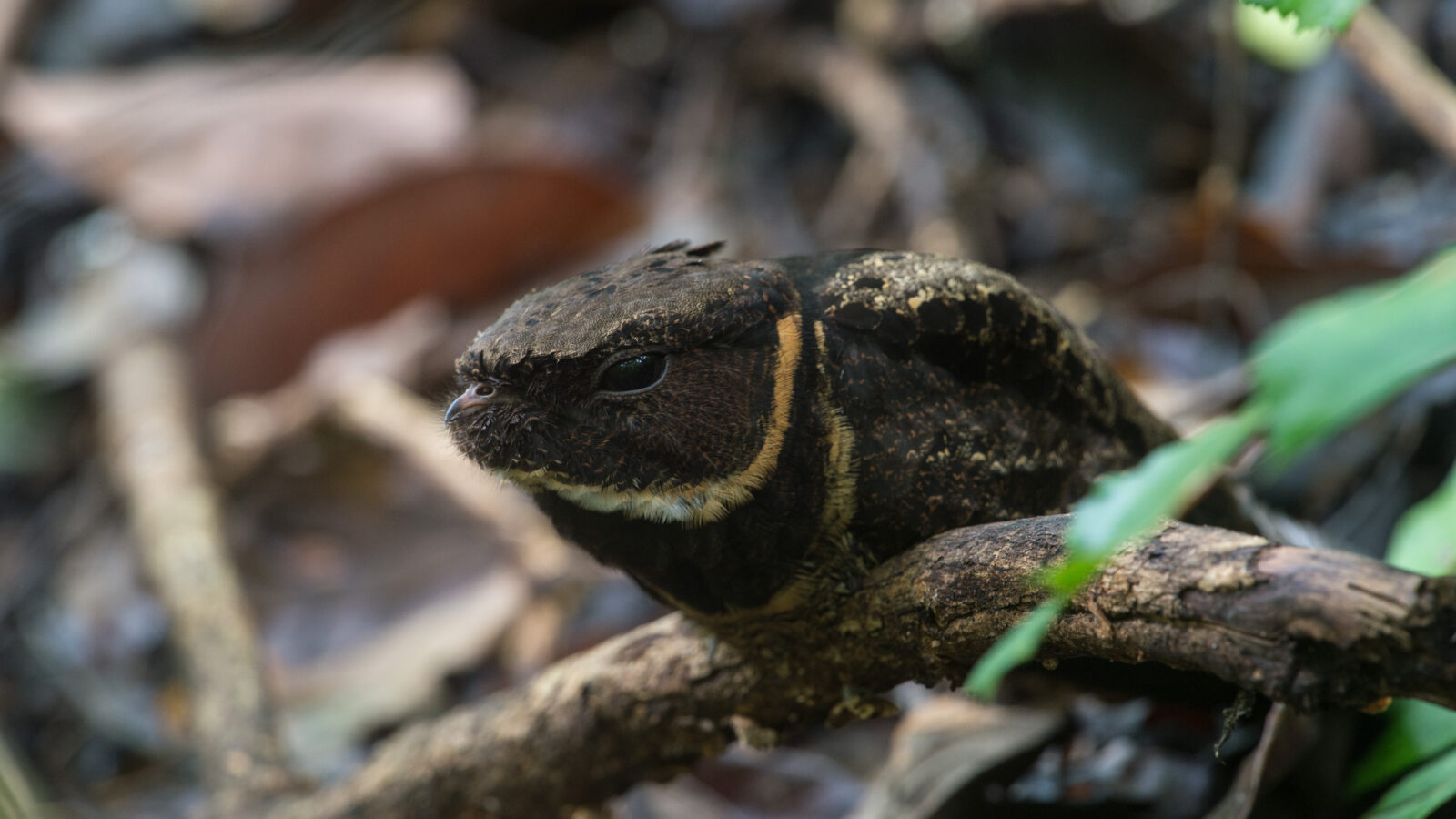 Great Eared Nightjar