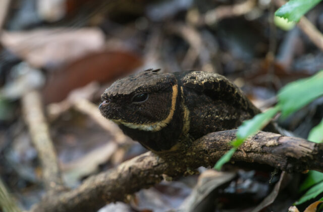 Great Eared Nightjar