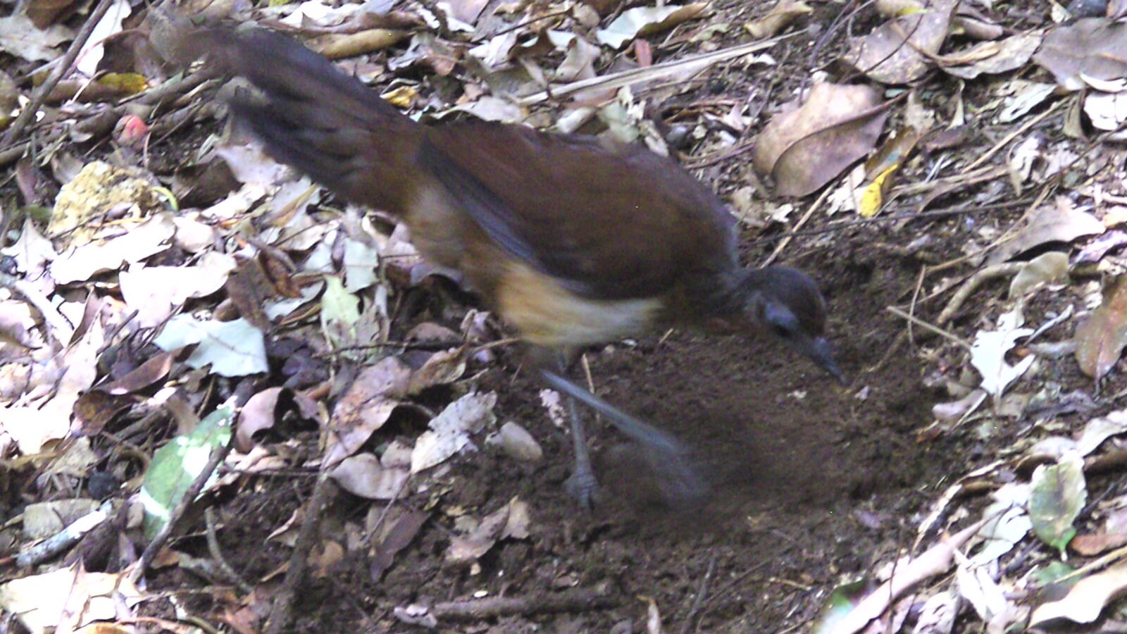 Albert’s Lyrebird