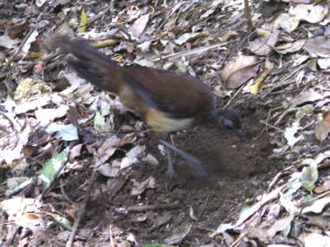Albert’s Lyrebird