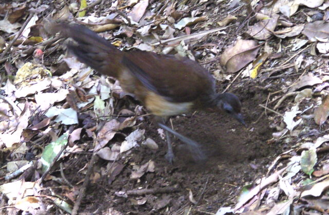 Albert’s Lyrebird
