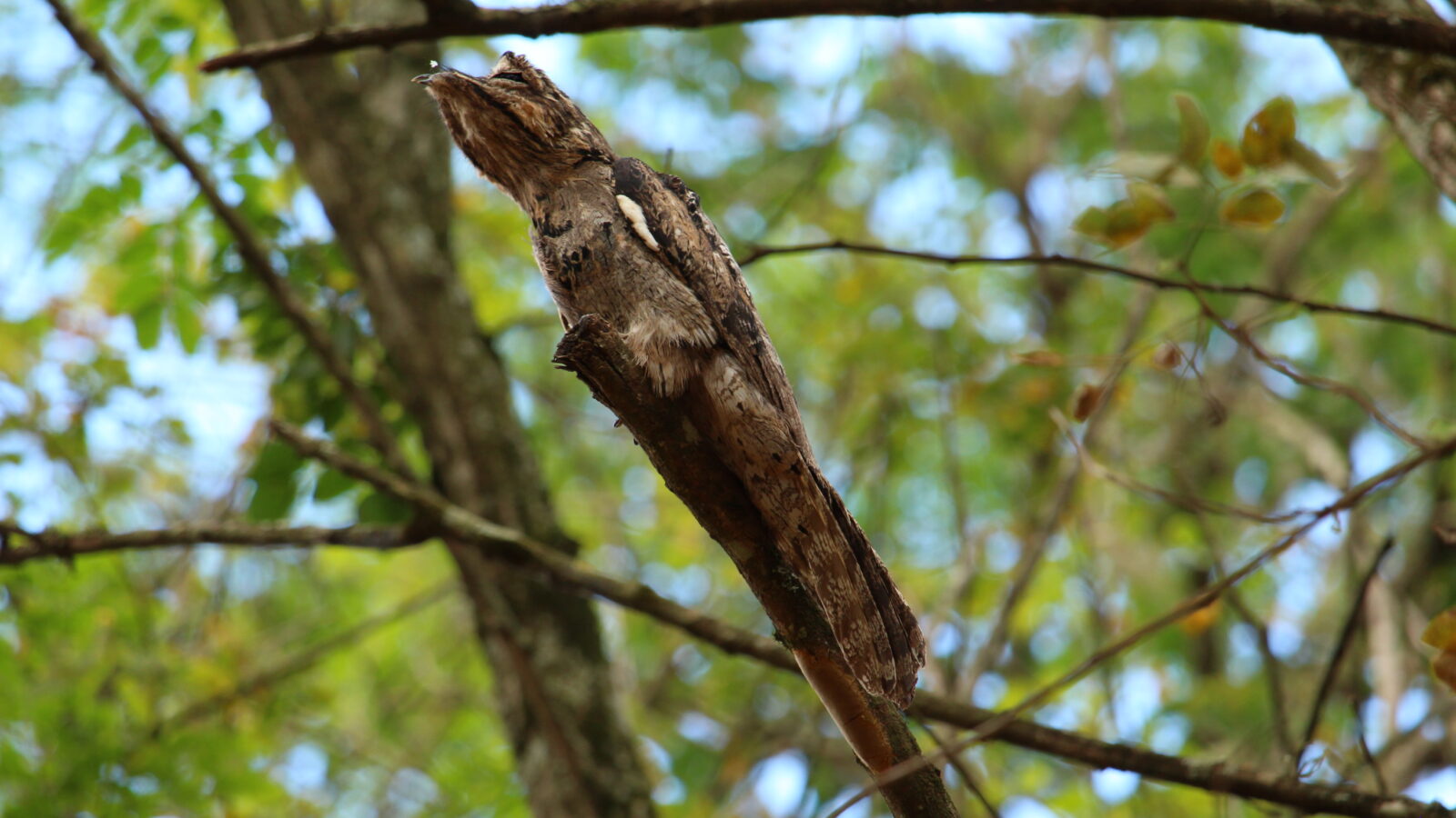 Long-tailed Potoo