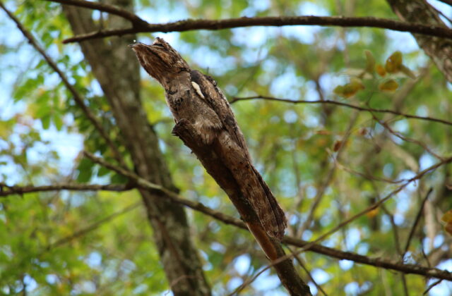 Long-tailed Potoo