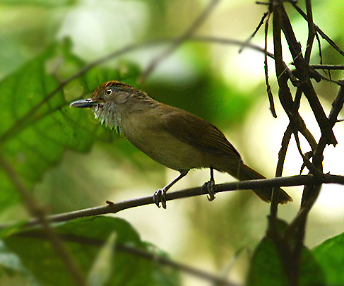 Melodious Babbler