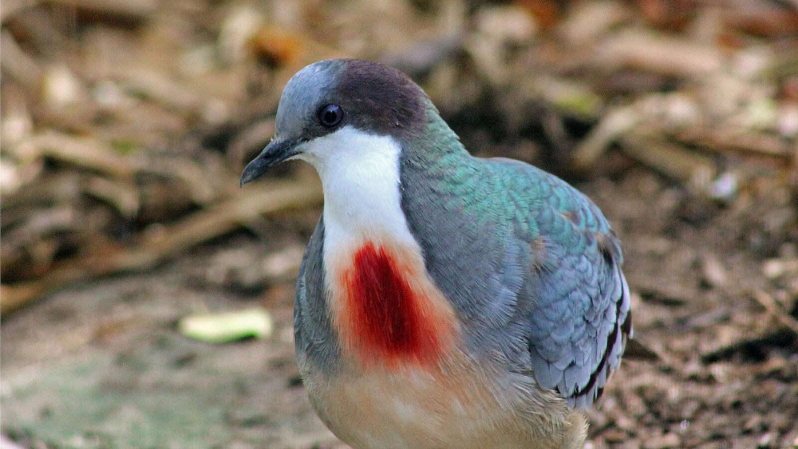 Mindanao Bleeding-heart
