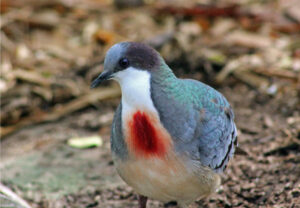 Mindanao Bleeding-heart
