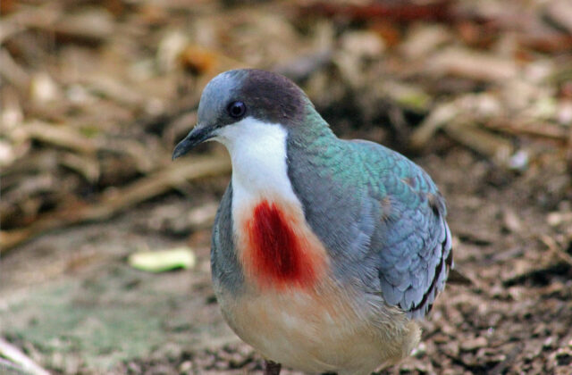 Mindanao Bleeding-heart