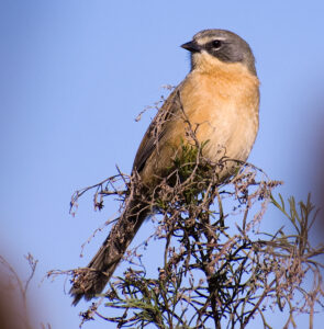 Long-tailed Reed Finch