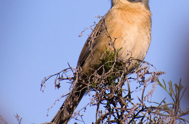 Long-tailed Reed Finch