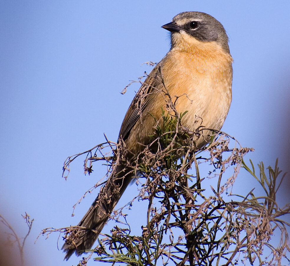 Long-tailed Reed Finch