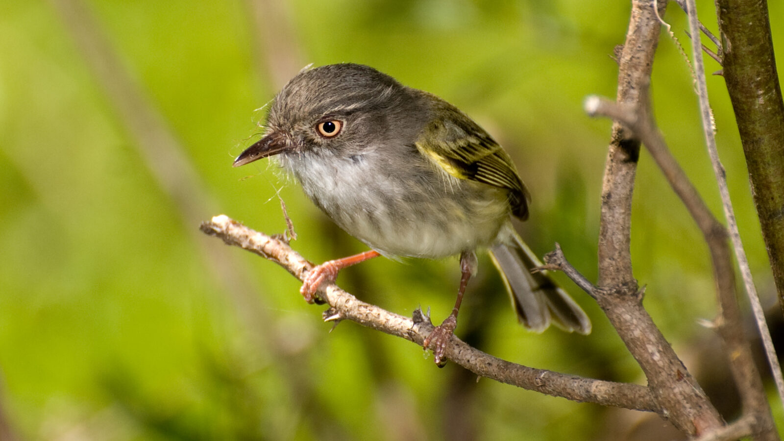 Pearly-vented Tody-Tyrant