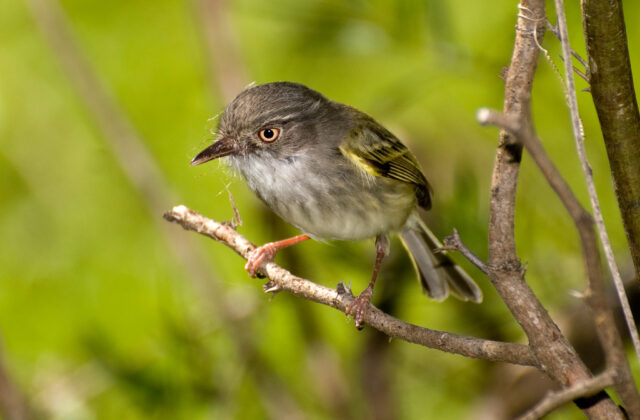 Pearly-vented Tody-Tyrant