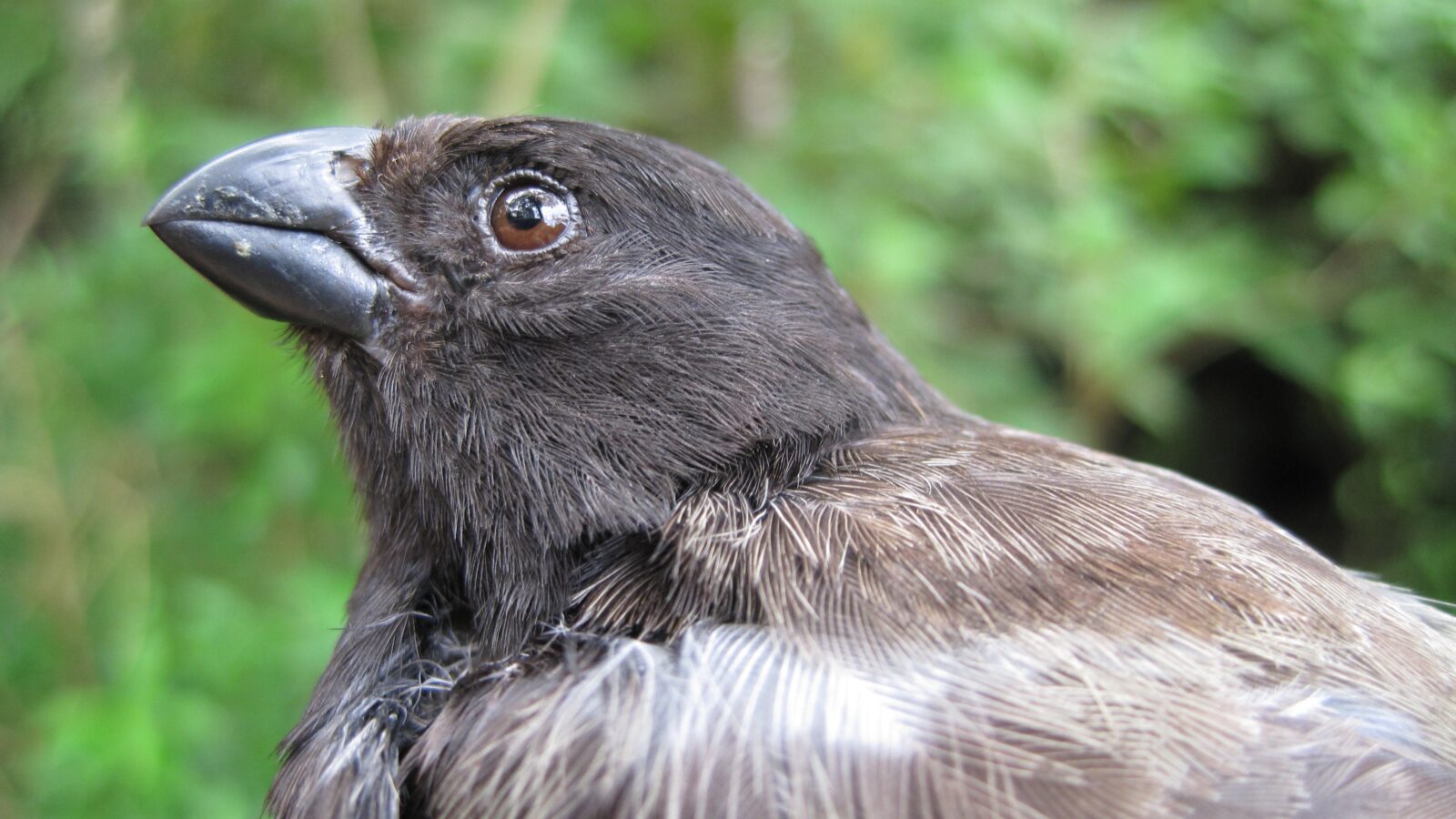 Medium Tree Finch