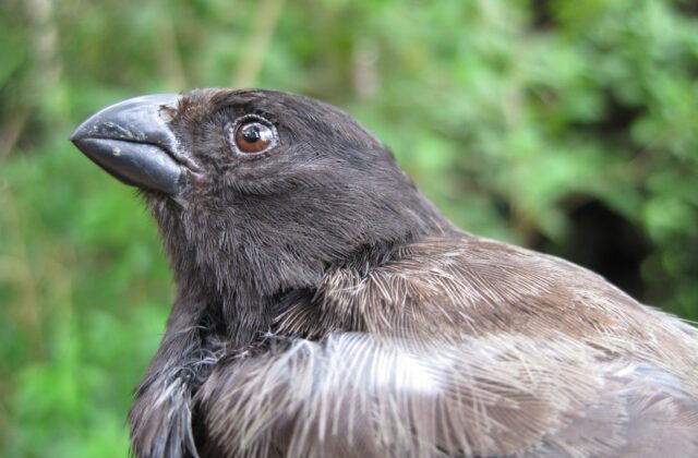 Medium Tree Finch