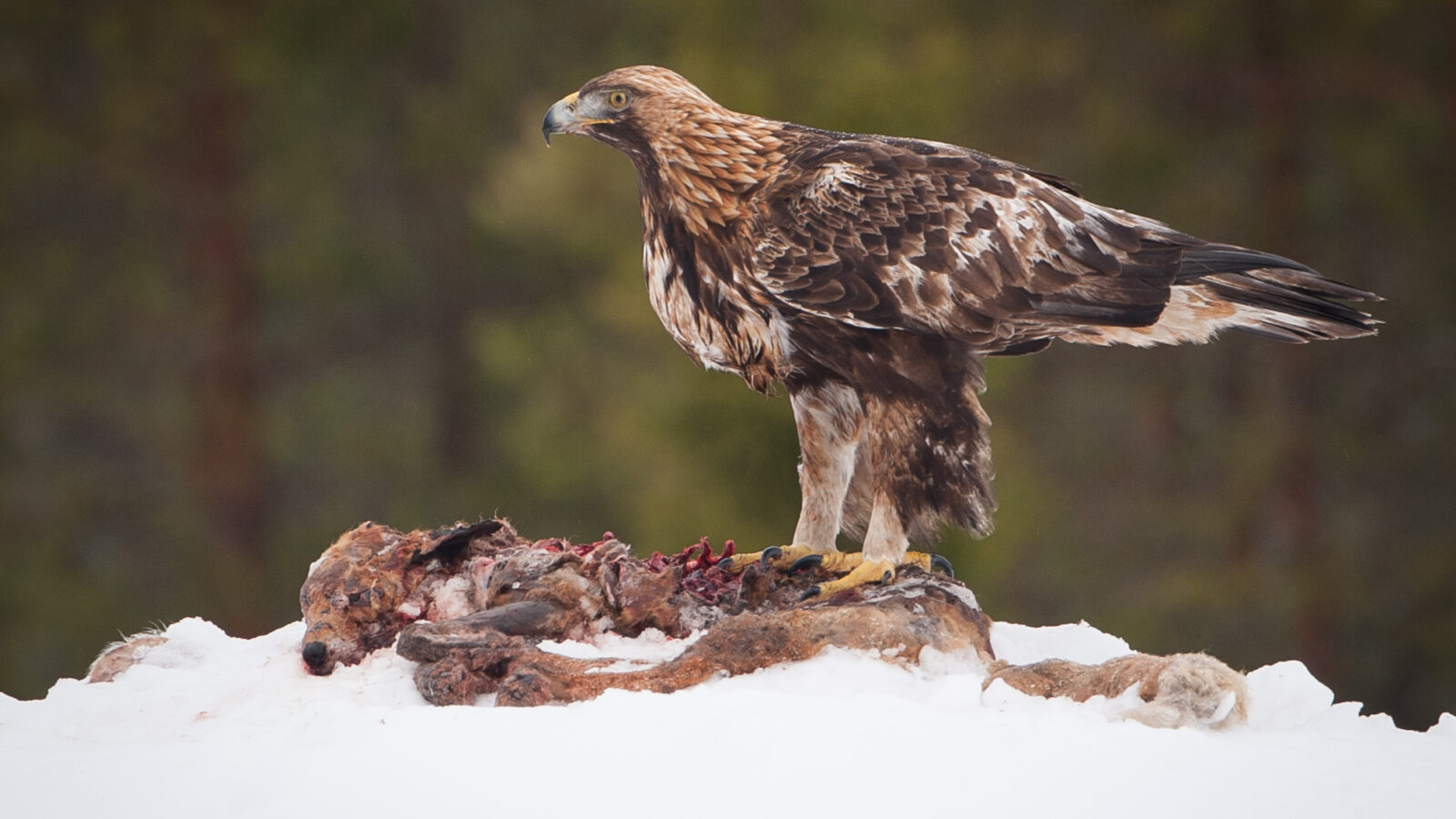 Golden Eagle