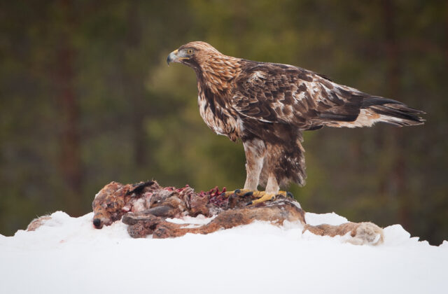 Golden Eagle