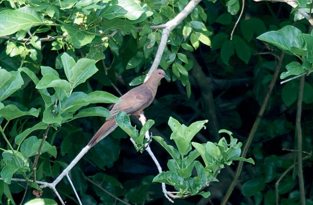 Spot-breasted Cuckoo-Dove